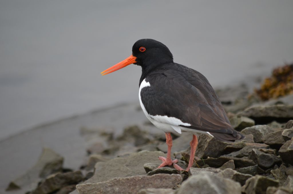 Beccaccia di mare(Haematopus ostralegus)